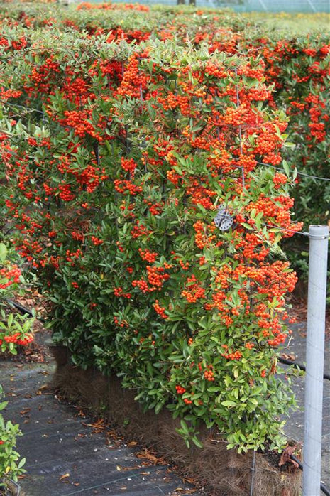 Pyracantha Dartin punainen