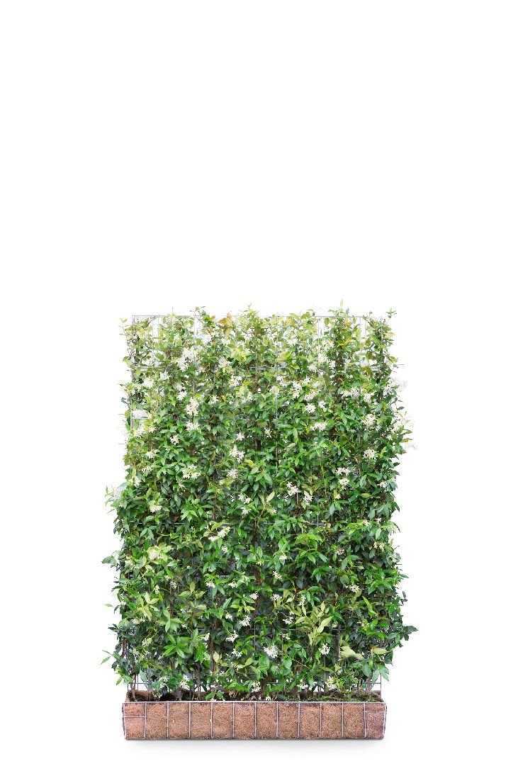 Stjärnjasmin jasminoides - READY HEDGE120B180H