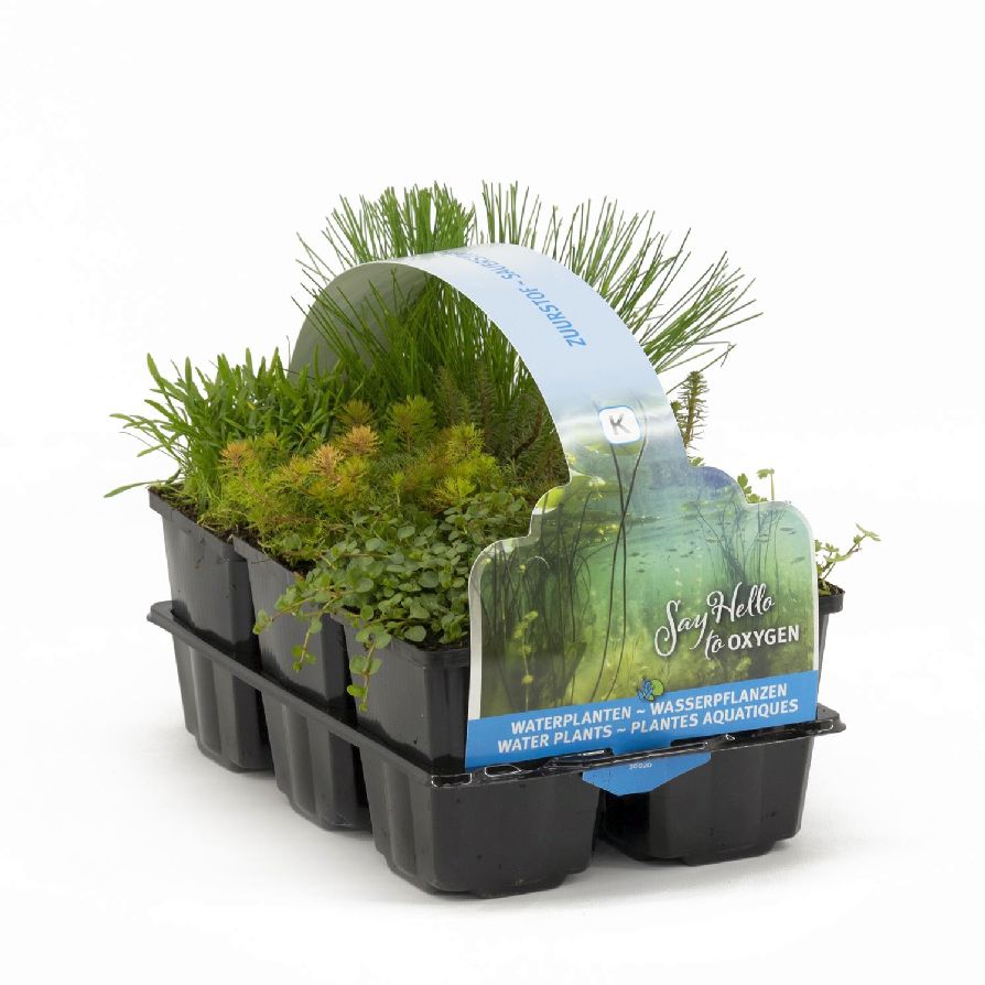 Syresättande vattenväxter 6-pack