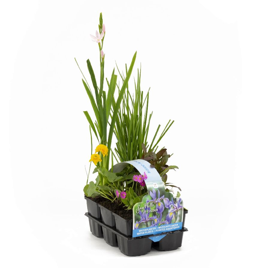 30030 Blommande Vattenväxter - SIXPACK 6-PACK