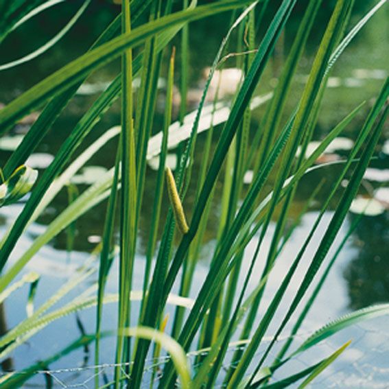 Kalmus calamus - P9 WATERPLANT