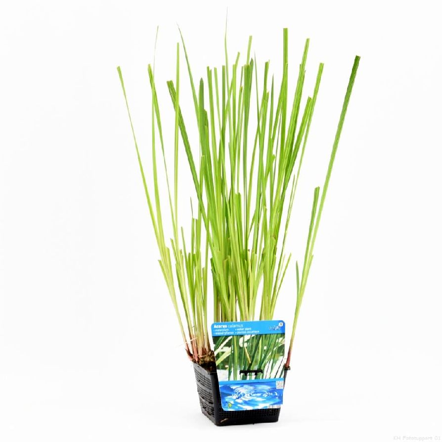 Kalmus calamus - PONDBASKET 18X18 CM