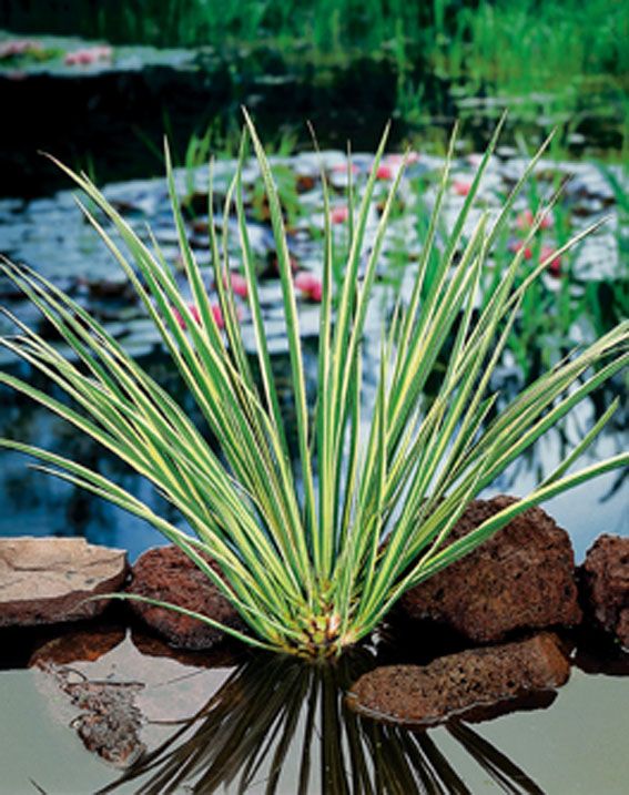 Kalmus calamus &