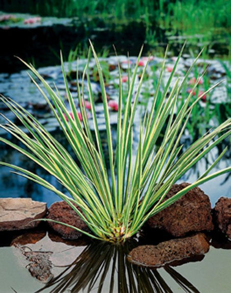 Acorus calamus 'Gramineus'