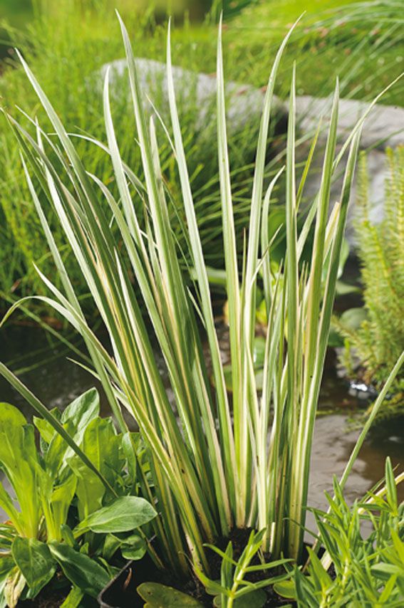 Kalmus calamus &