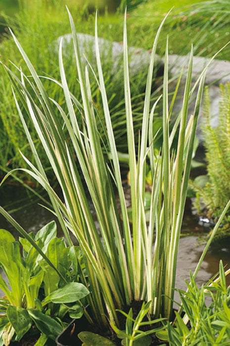 Acorus calamus 'Variegatus'