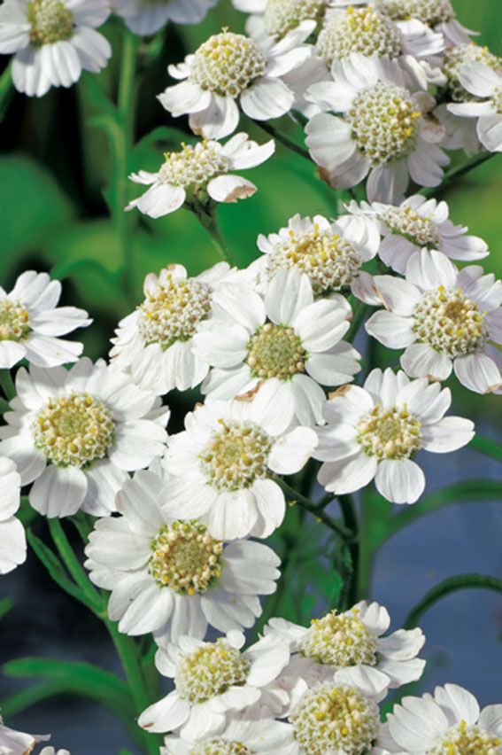 Röllika ptarmica - P9 WATERPLANT