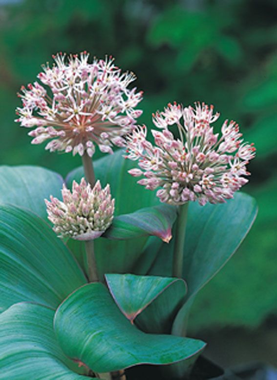 Prydnadslök karataviense - P9 WATERPLANT