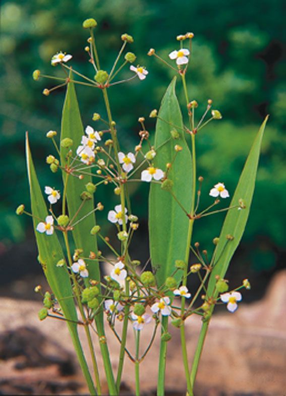 Svalting lanceolatum - P9 WATERPLANT