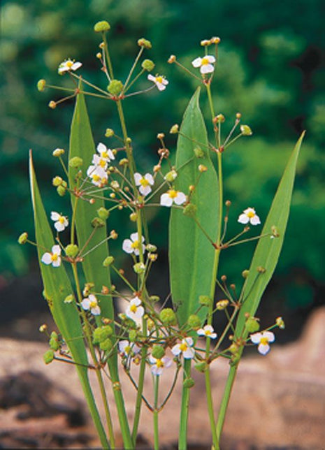 Alisma lanceolatum