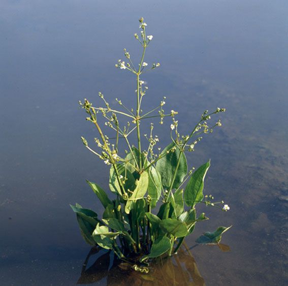 Svalting plantago-aquatica - P9 WATERPLANT