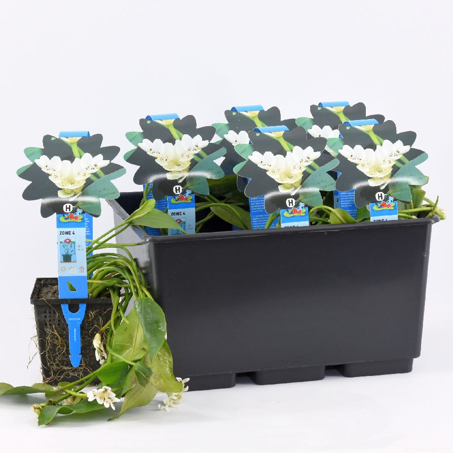 Vattenax distachyos - P9 WATERPLANT