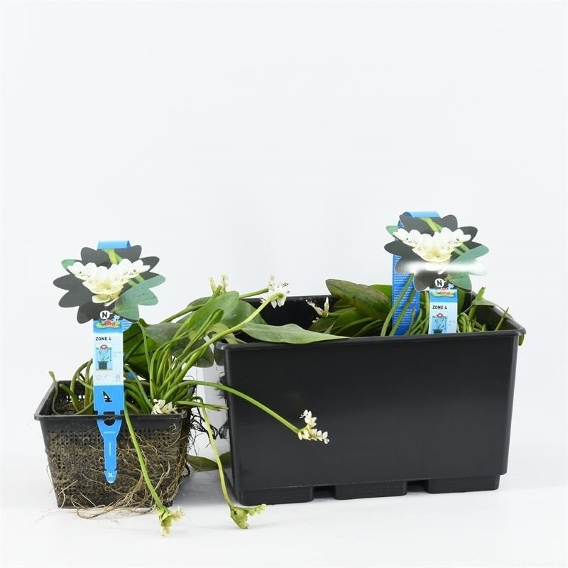 Vattenax distachyos - C3/P19