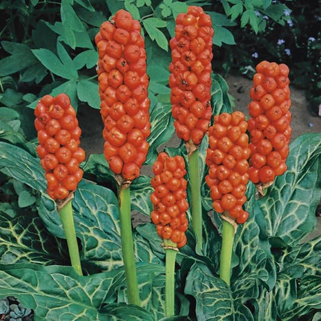 Arum italicum