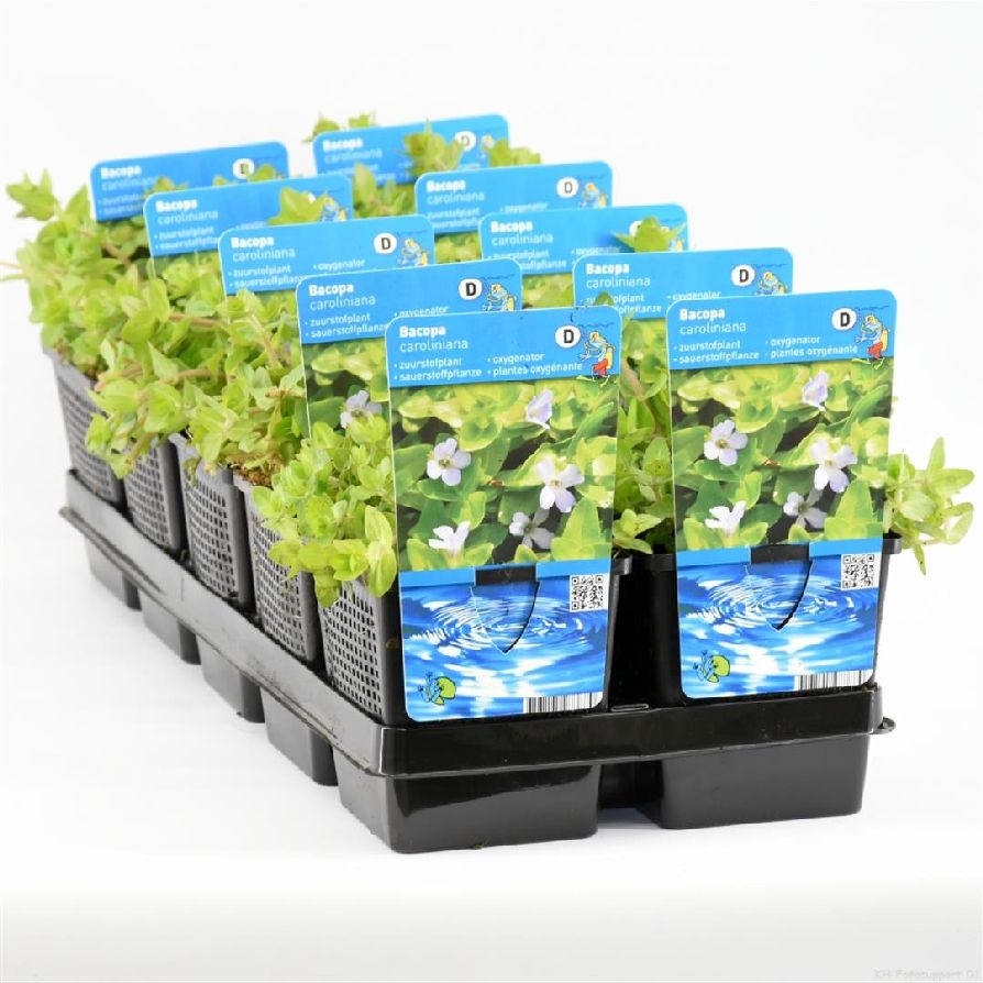 Bacopa caroliniana - P11