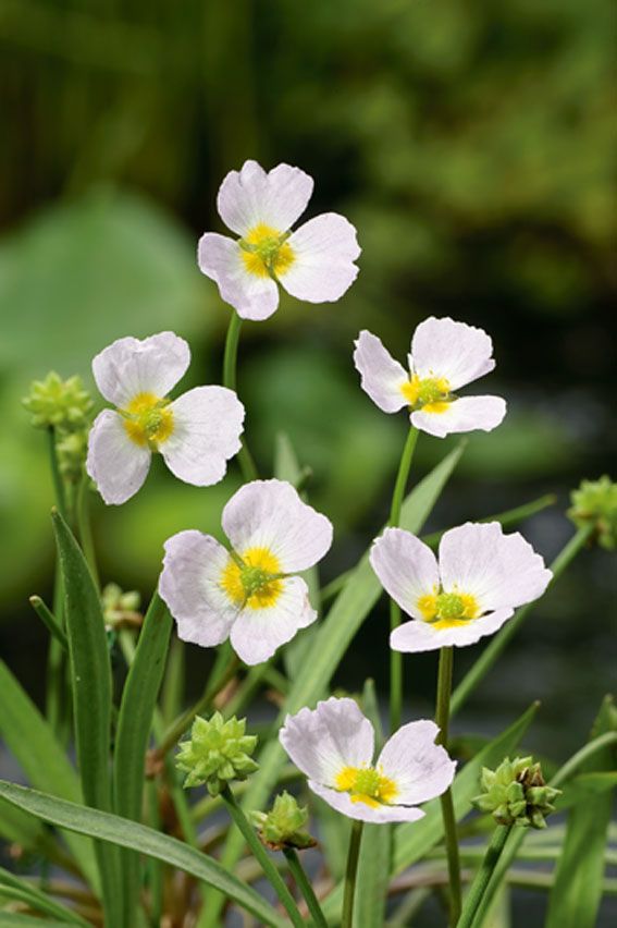 Baldellia ranunculoides - P9 WATERPLANT