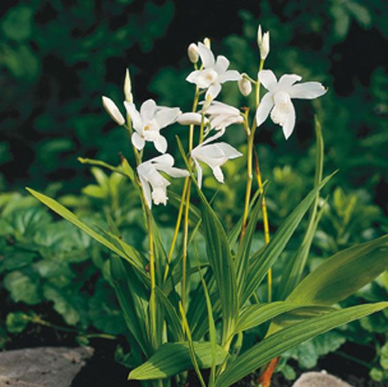 Bletilla striata &