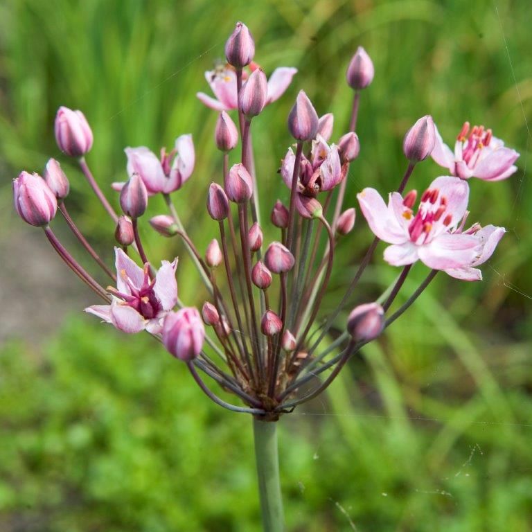 Blomvass umbellatus - PONDBASKET 18X18 CM