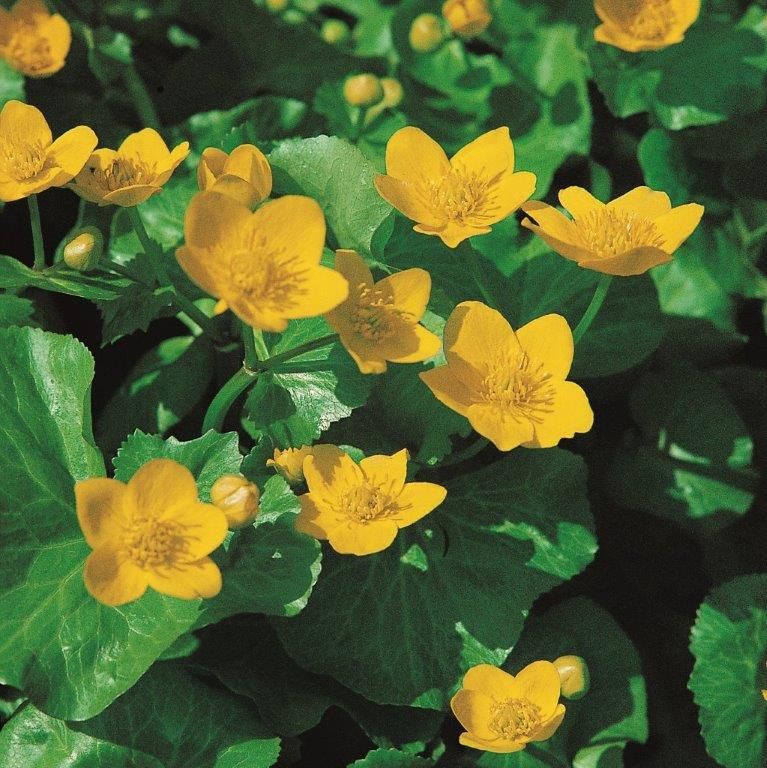 Kabbeleka palustris - P9 WATERPLANT