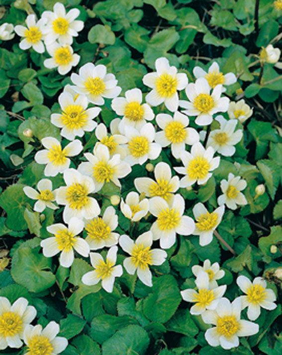 Kabbeleka palustris alba - PONDBASKET 18X18 CM
