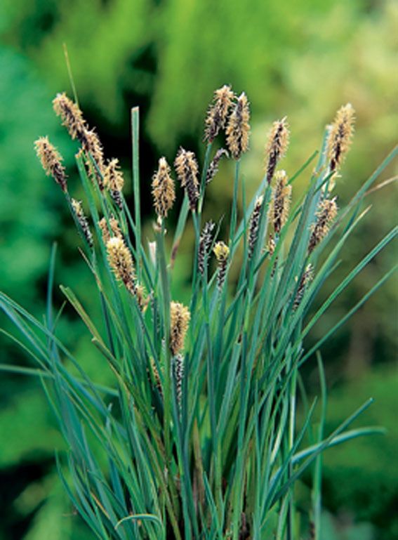 Starr panacea - P9 WATERPLANT