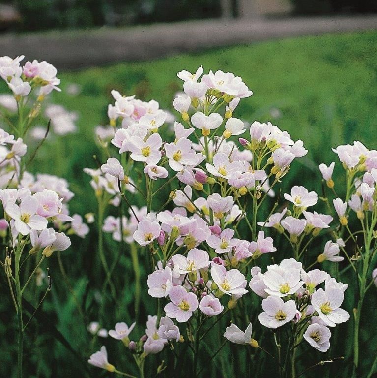 Bräsma pratensis - P9 WATERPLANT