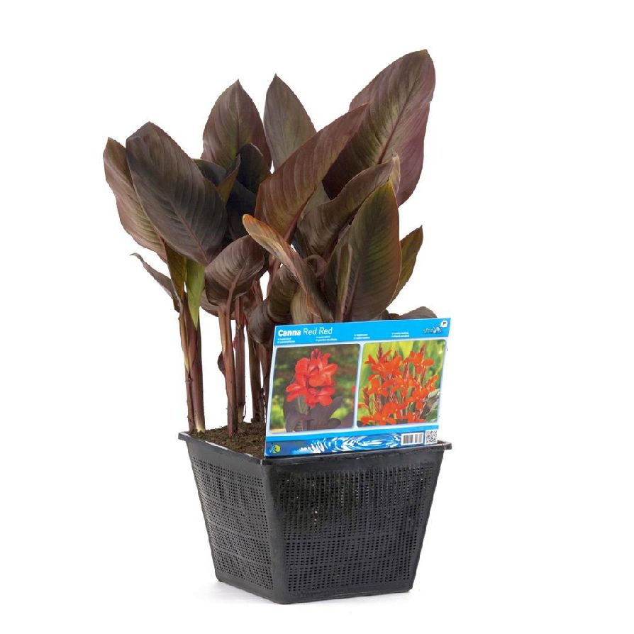 Kanna rood/rot/red - PONDBASKET 28X28 CM