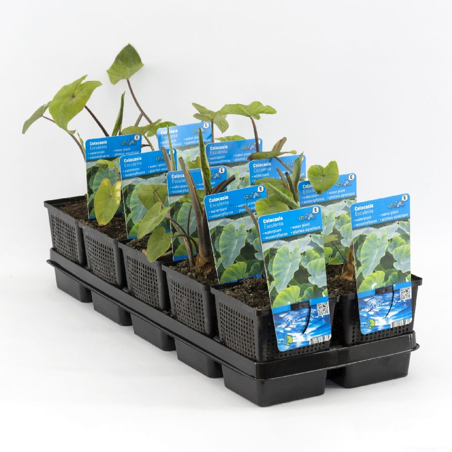 Elefantöra esculenta - P9 WATERPLANT