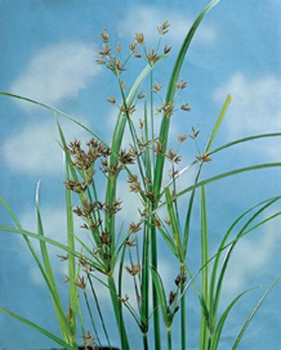 Cypergräs longus - P9 WATERPLANT