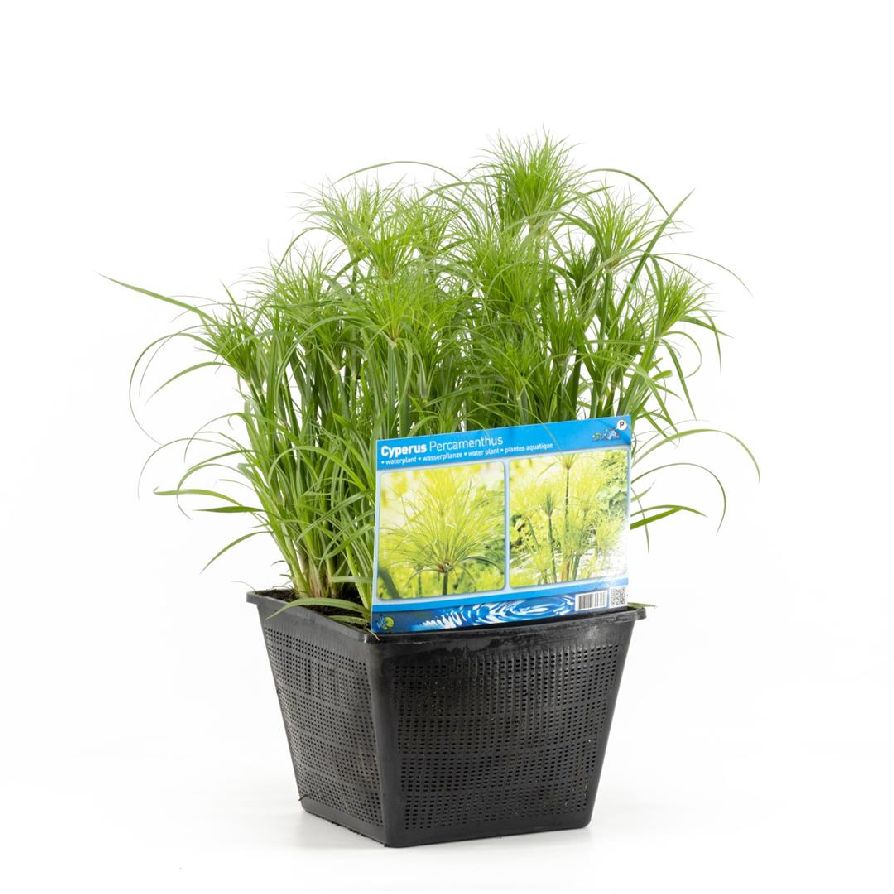 Cypergräs percamenthus - PONDBASKET 28X28 CM