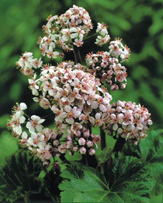 Darmera peltata C2 (2 liters kruka)