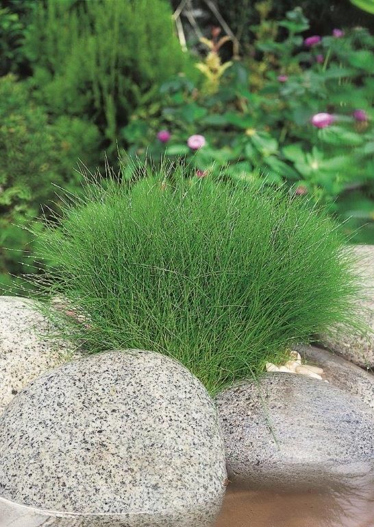 Sylört acicularis - P9 WATERPLANT