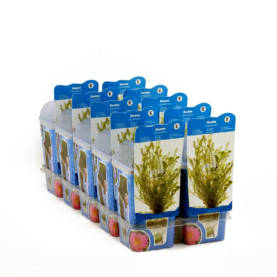 Vattenpest canadensis - PLASTIC POT
