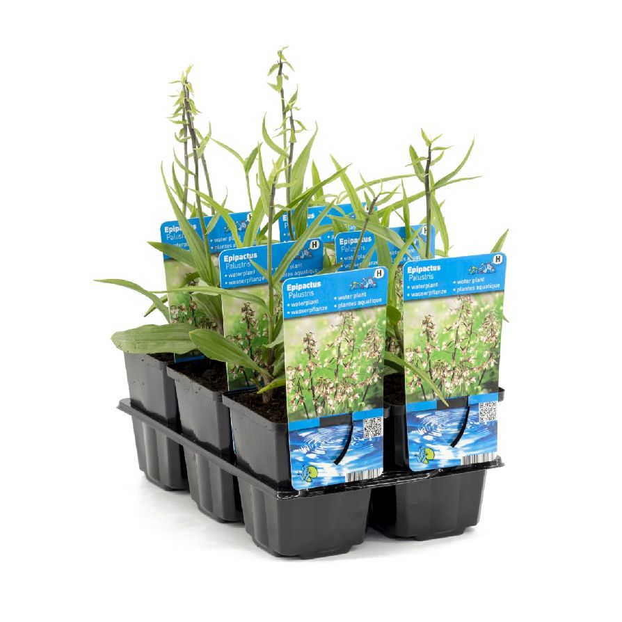 Knipprot palustris - P9 WATERPLANT