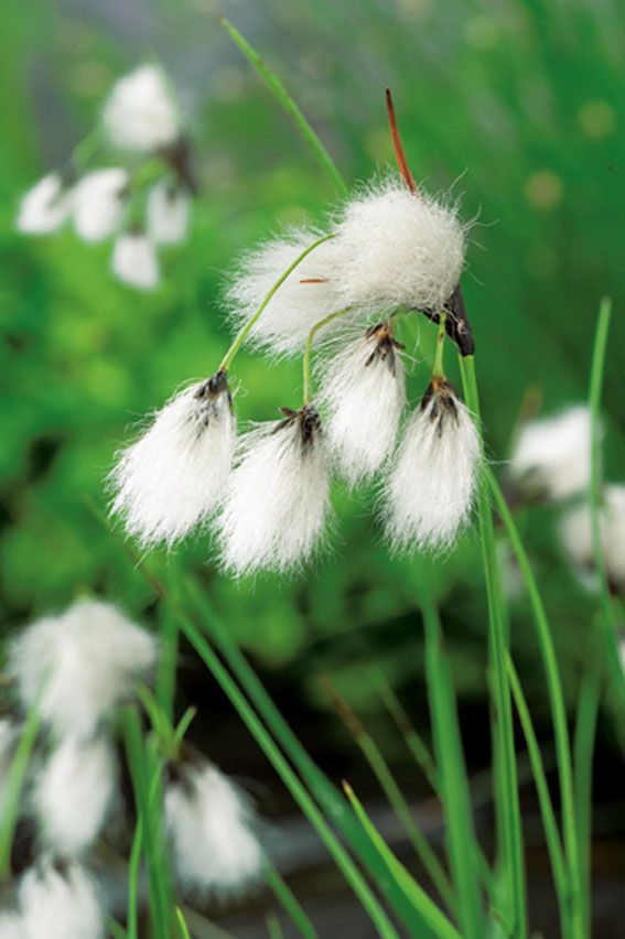 Ull angustifolium - P9 WATERPLANT