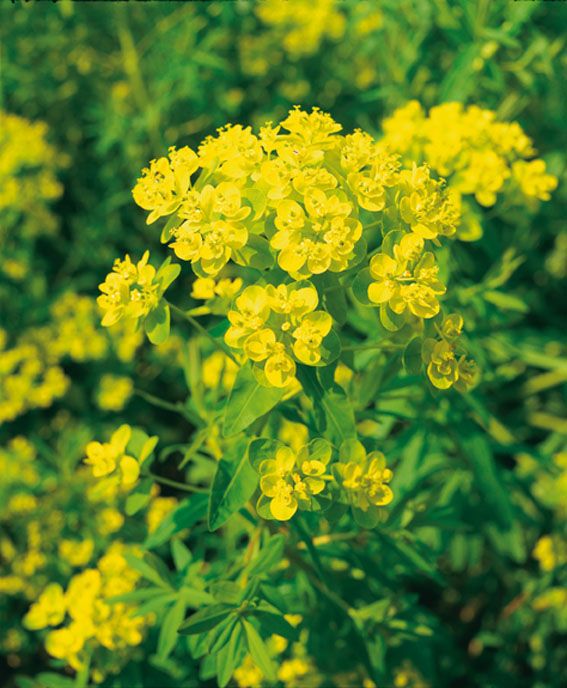 Törel palustris - P9 WATERPLANT