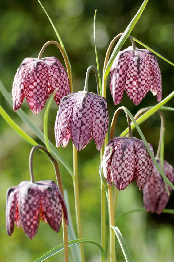Klockosippa meleagris - P9 WATERPLANT