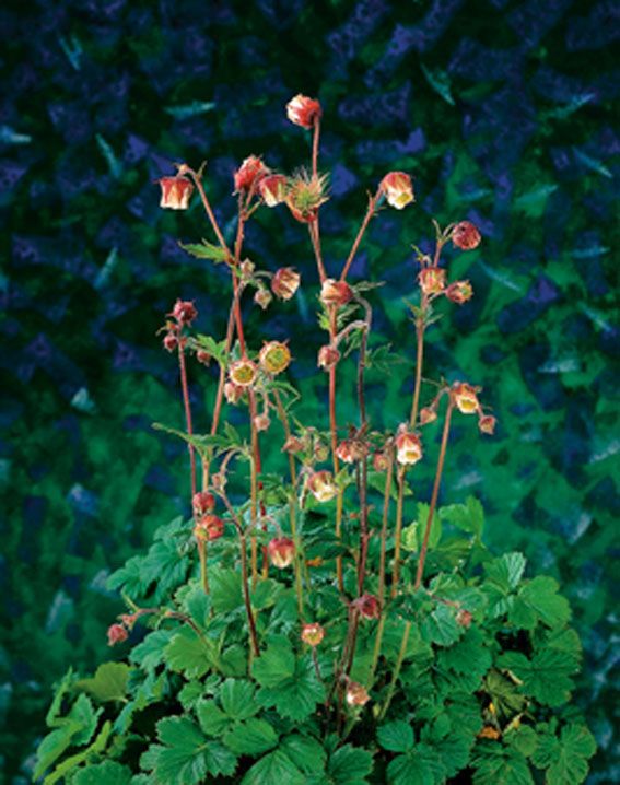 Geum rivale C2 (2 liters kruka)