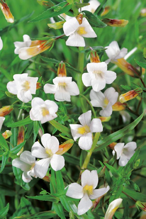 Nådört officinalis - P9 WATERPLANT