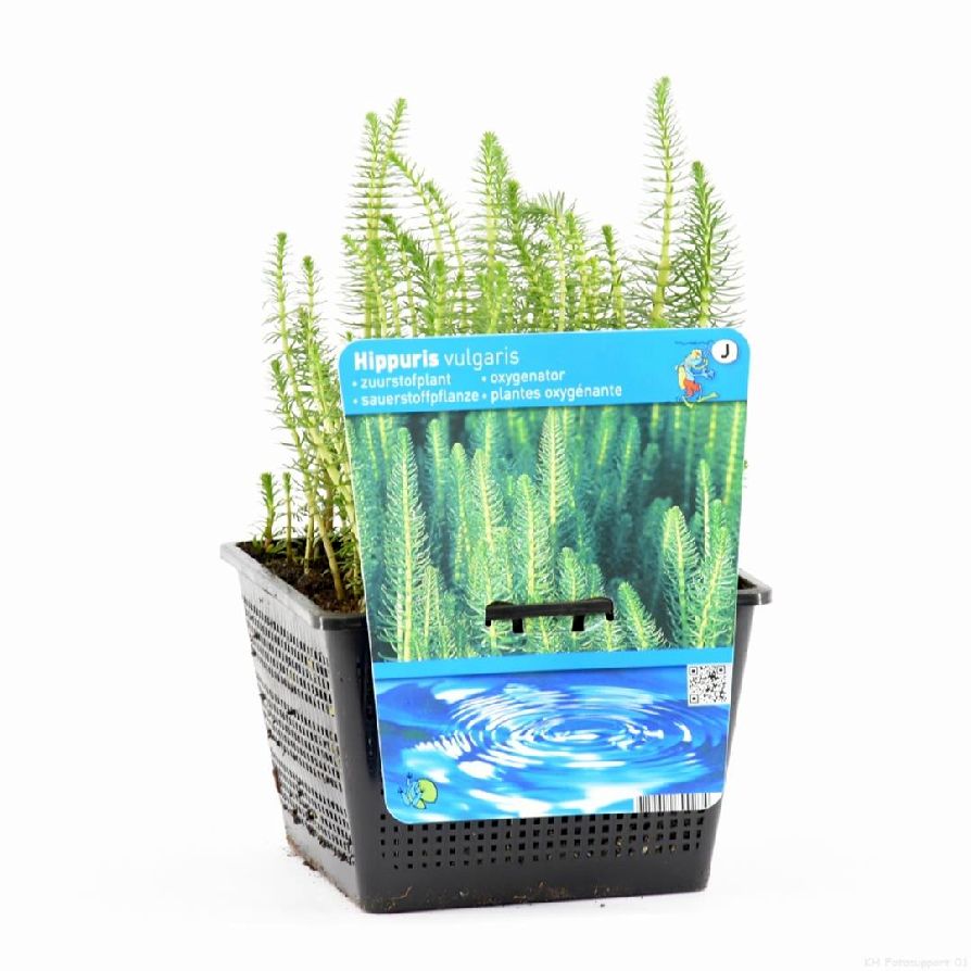Hästsvans vulgaris - PONDBASKET 18X18 CM