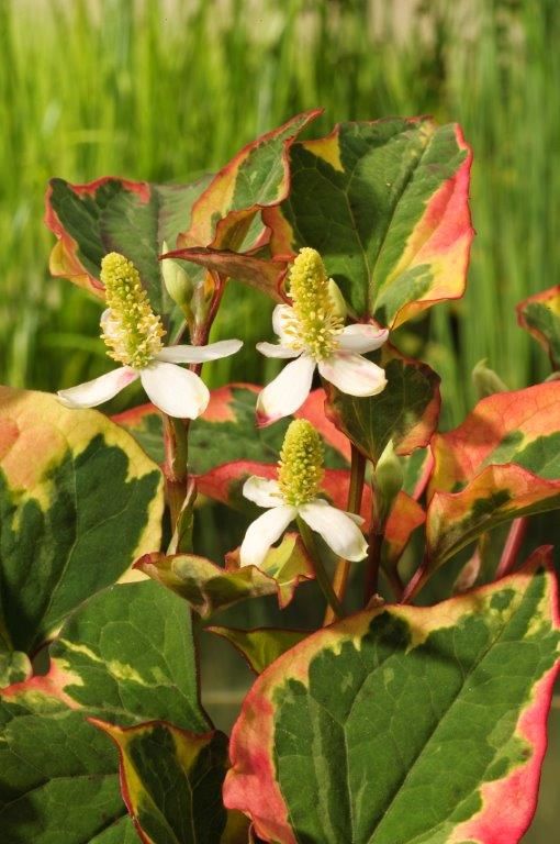 Houttuynia cordata &