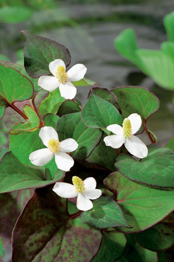 Ödleört cordata - P9 WATERPLANT