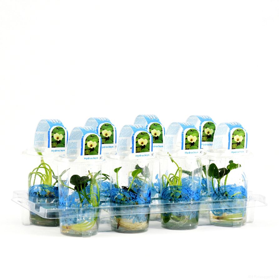 Hydrocleys nymphoides - PLASTIC POT