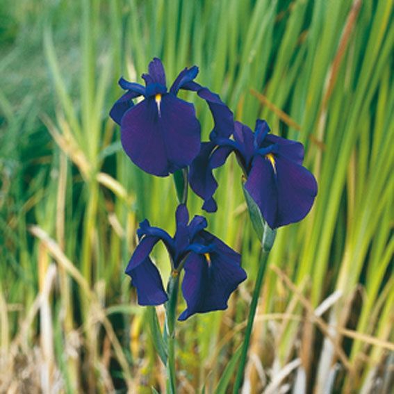 Iris kaempferi - P9 WATERPLANT