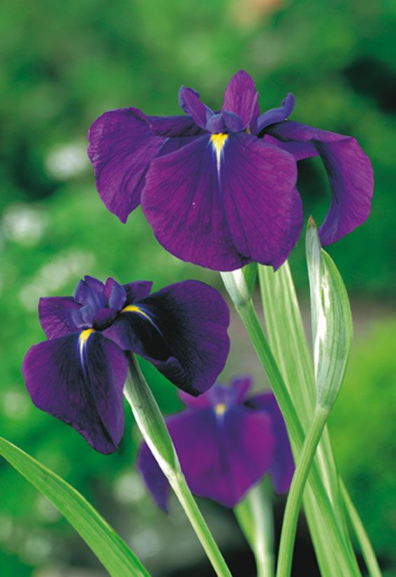 Iris kaemp. &