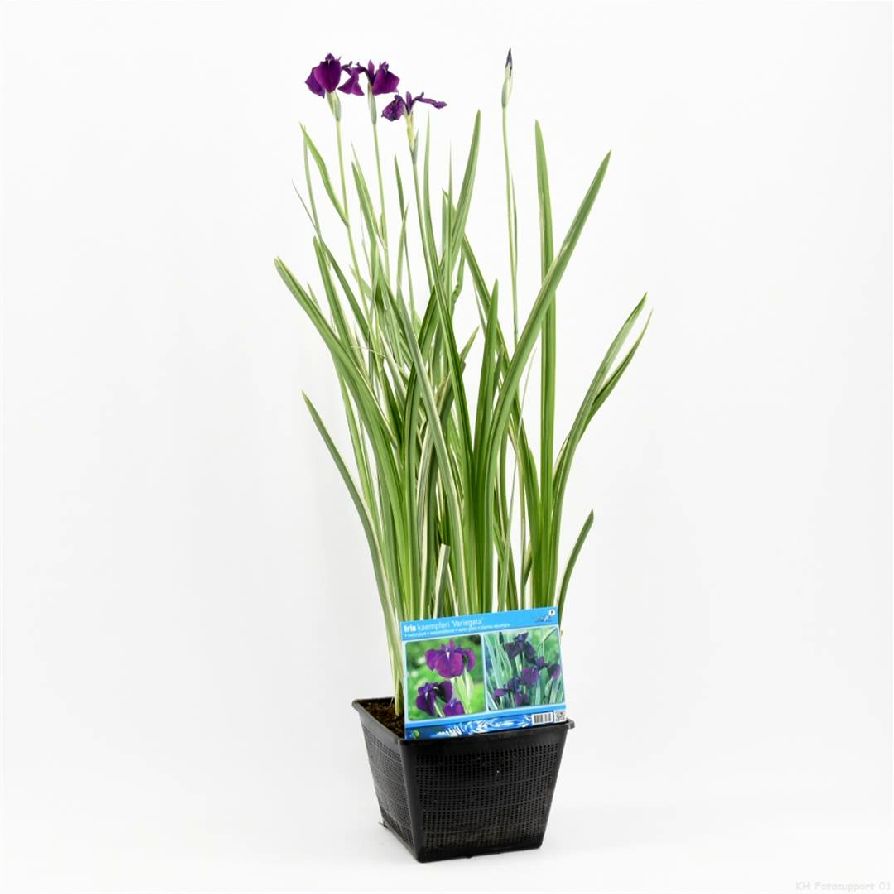 Iris kaemp. &