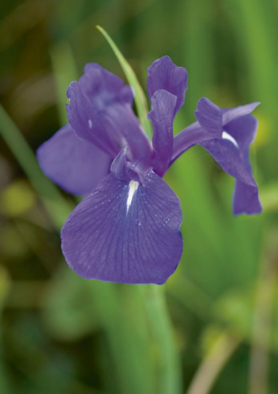 Iris laevigata - P9 WATERPLANT