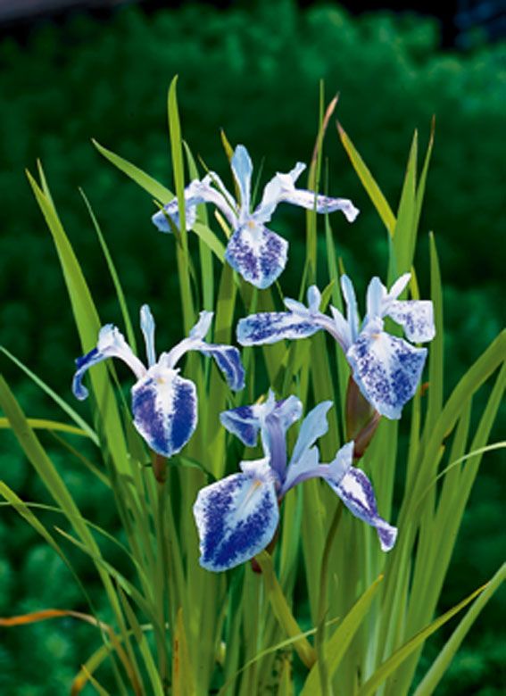 Iris laev. &