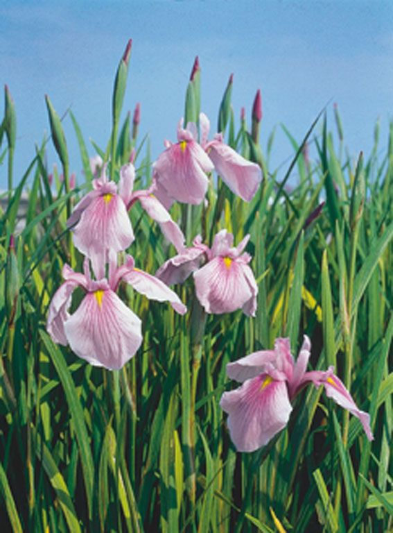 Iris laev. &