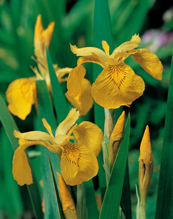 Iris pseudacorus 9 cm kruka
